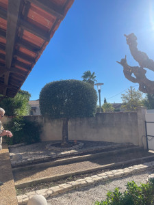 Photo de galerie - Taille d’Olivier