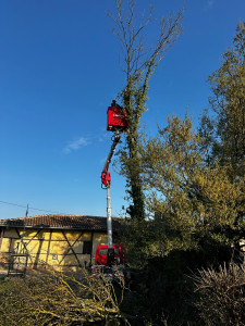 Photo de galerie - Elagage et coupe d'arbres