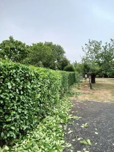 Photo de galerie - Taille de haies et d'arbustes