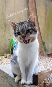 Photo de galerie - Visites à votre domicile pour nourrir..changer la litière..jeux et calins pour votre chat.
Je suis du centre ville de Colombes (Monoprix). 
Prestation à définir ensemble.