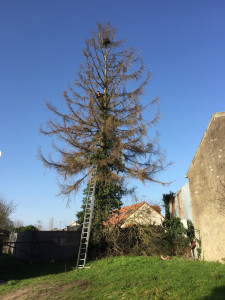 Photo de galerie - Ce sapin était complètement mort donc j’ai procéder à l’abattage complet de l’arbre en toute sécurité 