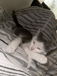 Photo de galerie - Chaton 