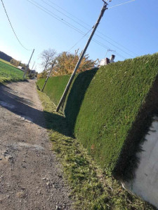 Photo de galerie - Taille de tuya