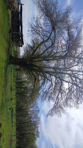 Photo de galerie - Elagage et coupe d'arbres