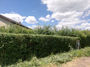 Photo de galerie - Taille de haies et d'arbustes