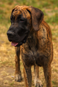 Photo de galerie - Photo et aide pour vos animaux 