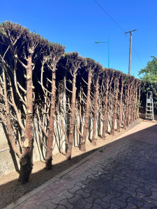 Photo de galerie - Rabattage verticale au tronc 