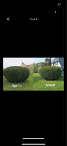 Photo de galerie - Taille de haies 