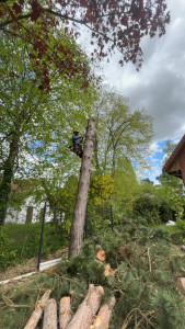 Photo de galerie - Elagage et coupe d'arbres