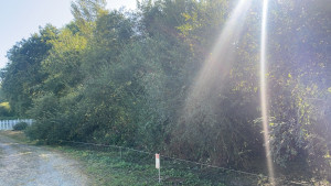 Photo de galerie - Elagage et coupe d'arbres