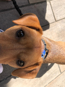 Photo de galerie - Je peux également m’occuper de vos chiens 