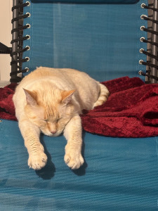 Photo de galerie - Garde chat