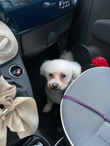 Photo de galerie - Garde chien
