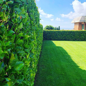 Photo de galerie - CHANTIER- Taille de haie + tonte 2025