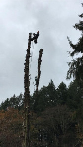 Photo de galerie - Elagage et coupe d'arbres