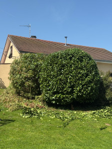 Photo de galerie - Taille d’arbustes