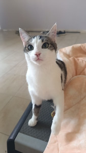 Photo de galerie - Votre Chat en sécurité chez vous 