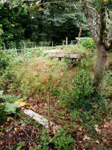 Photo de galerie - Tonte de pelouse - Débroussaillage