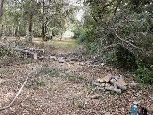 Photo de galerie - Déblocage d'une piste après chute d'un pin.