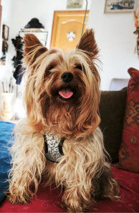 Photo de galerie - Garde de Nouki, Yorkshire de 8ans un véritable trésor 