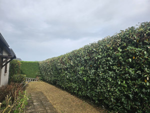 Photo de galerie - Taille de haies et remise en état de jardin