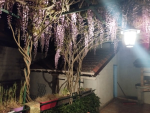 Photo de galerie - Elagage et coupe d'arbres