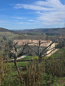 Photo de galerie - Elaguage d’arbre 
