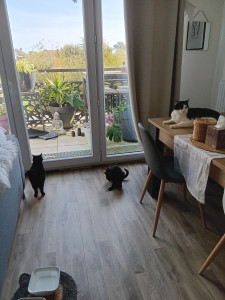 Photo de galerie - Garde chat