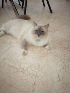 Photo de galerie - Garde chat