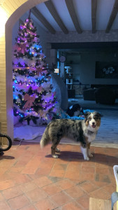 Photo de galerie - Garde chien