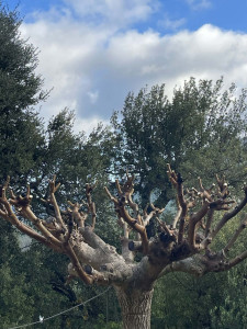 Photo de galerie - .