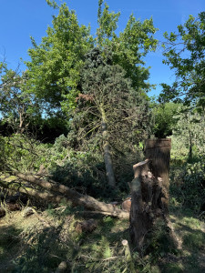 Photo de galerie - Élagage et abattage d’arbre 