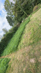 Photo de galerie - Pendant la tonte