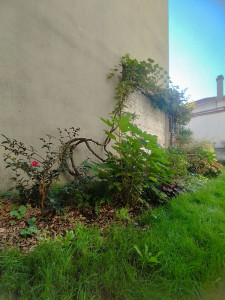 Photo de galerie - Création de massif d'ombre, intégration d'arrosage automatique goutte à goutte 