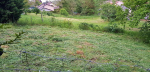 Photo de galerie - Tonte de pelouse - Débroussaillage