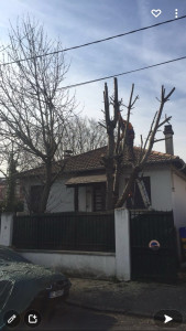 Photo de galerie - Élagage sur la hauteur 