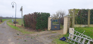 Photo de galerie - Rabattage d'une haie Lauriers palmes ( Prunus  laurocerasus )