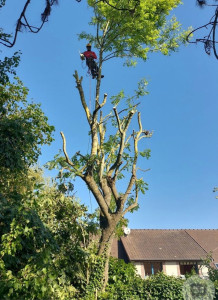 Photo de galerie - Elagage et coupe d'arbres