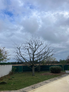 Photo de galerie - Elagage et coupe d'arbres