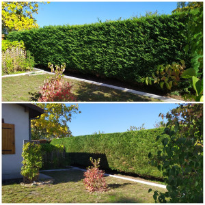 Photo de galerie - Taille de haies et d'arbustes