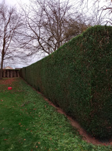 Photo de galerie - Taille de haie classique 
