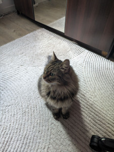 Photo de galerie - Chat que j'ai regardé 