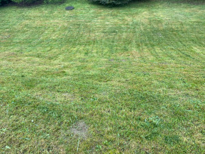 Photo de galerie - Tonte de pelouse 