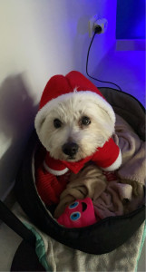 Photo de galerie - Petite louloute de 15 ans, accueillie pour les fêtes ?