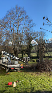 Photo de galerie - Taille de tilleul