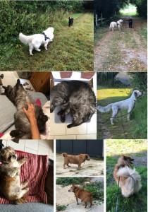 Photo de galerie - Garde à domicile ou chez le propriétaire 