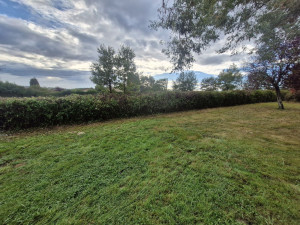 Photo de galerie - Taille de haies et d'arbustes