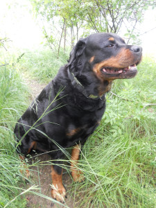 Photo de galerie - Garde chien