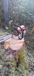 Photo de galerie - Elagage et coupe d'arbres