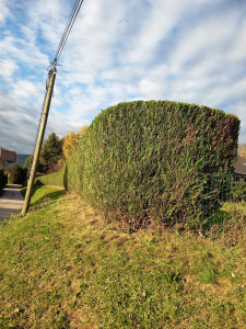 Photo de galerie - Taille de d une haie de 400 metres